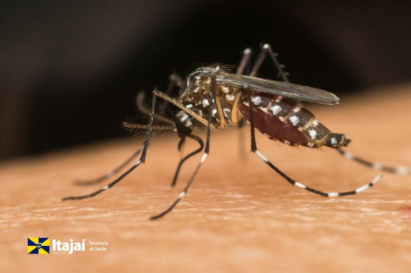 Itajaí reforça prevenção à dengue com início do Método Wolbachia 