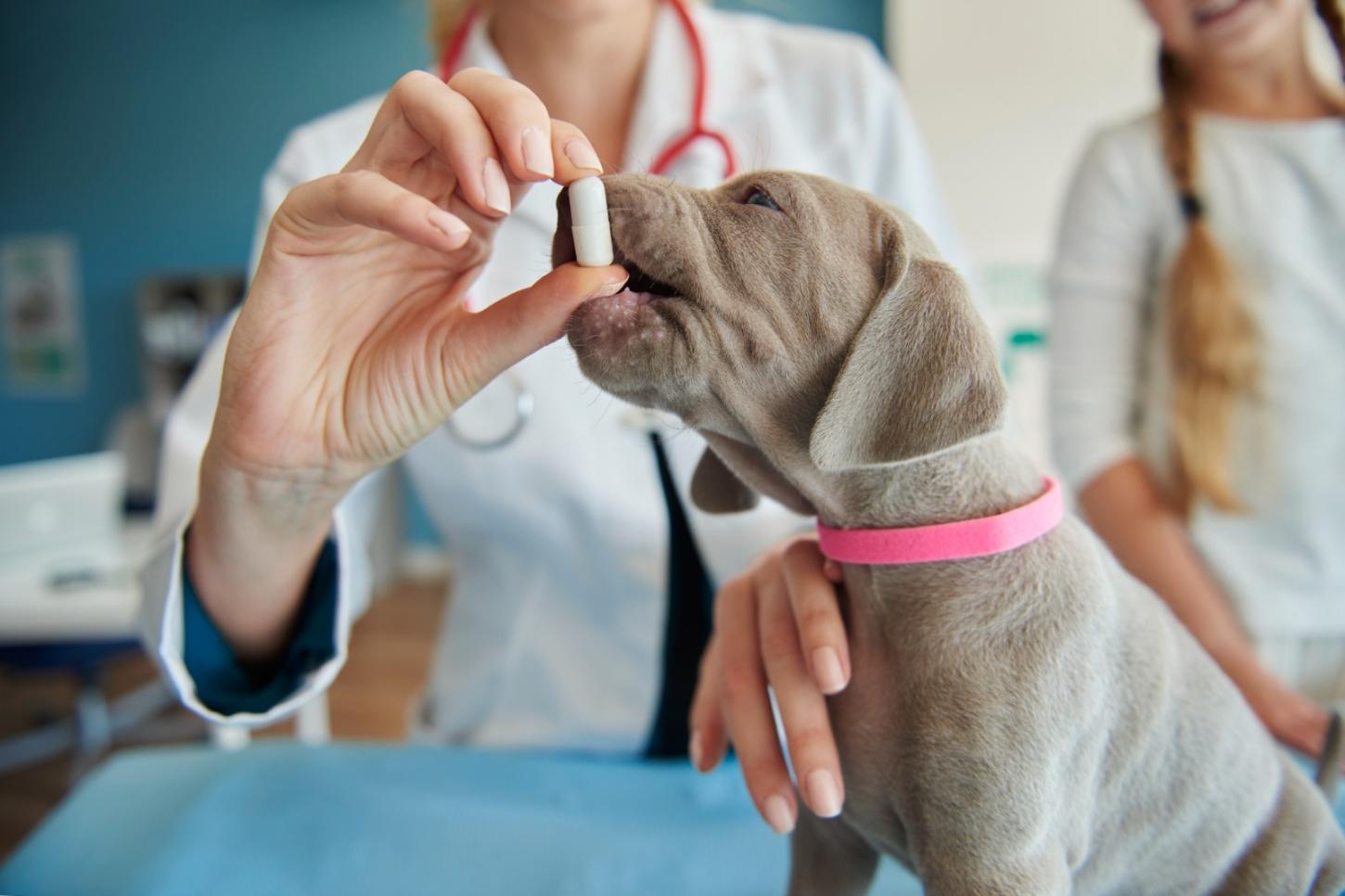 Zoonoses: o que é mito e o que é verdade sobre transmissão, riscos e prevenção