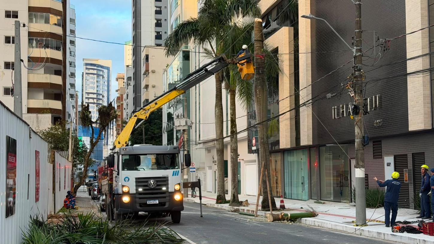 Balneário Camboriú: Palmeira é removida após apresentar risco de queda sobre rede elétrica