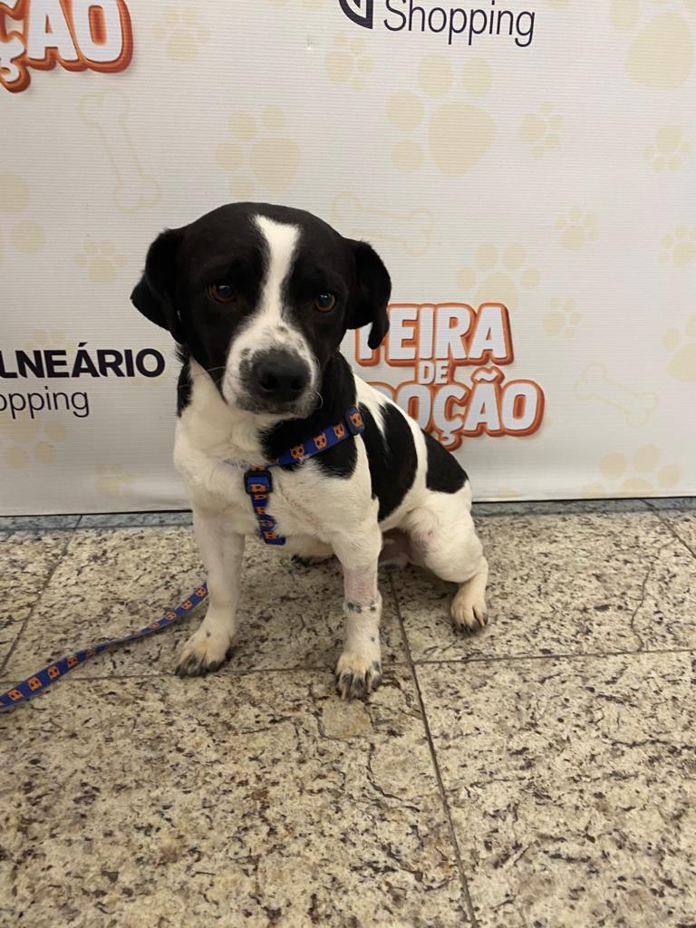 Feira de adoção reúne cães e gatos em busca de um novo lar no Balneário Shopping