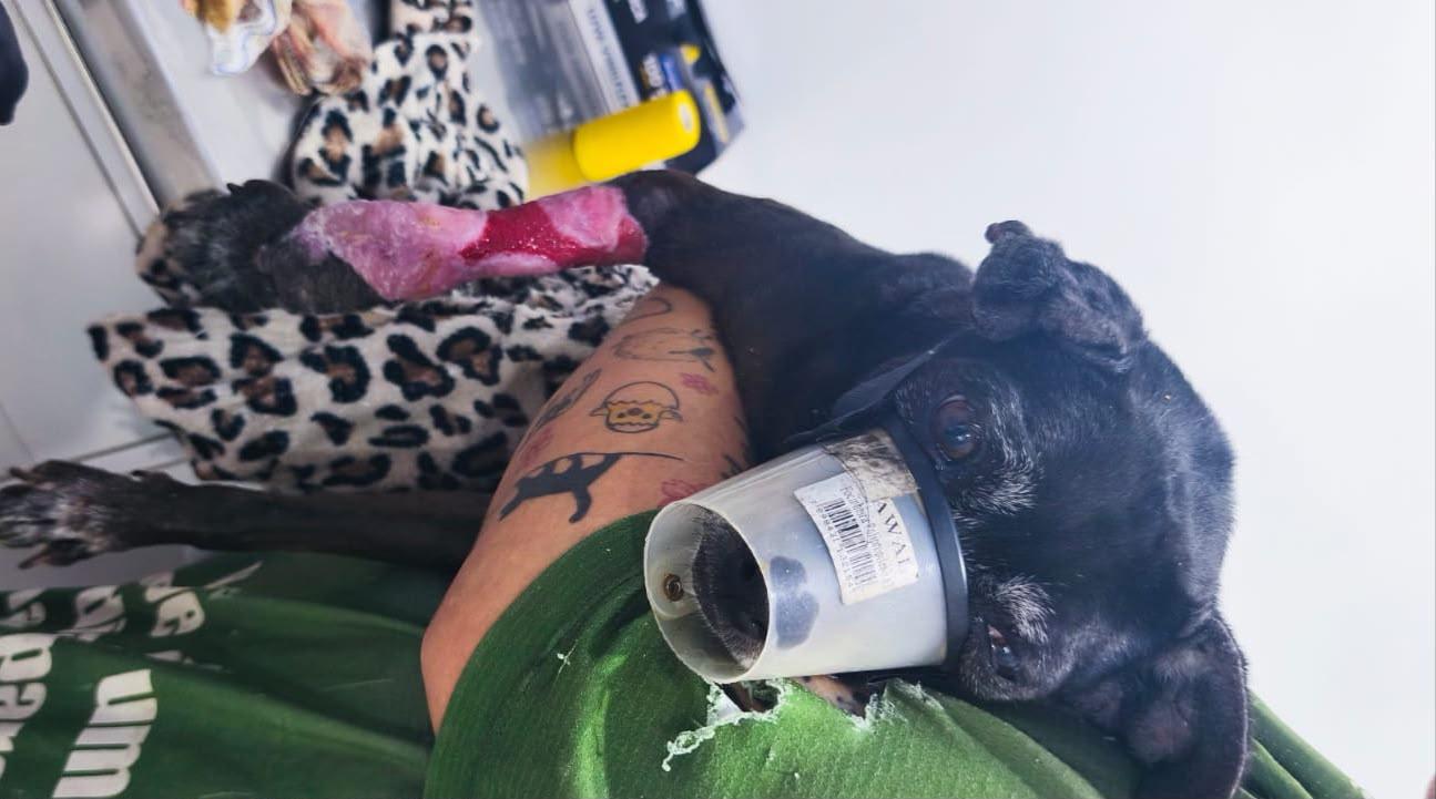 Guarda Municipal e Depa resgatam cão ferido no Bairro dos Municípios 