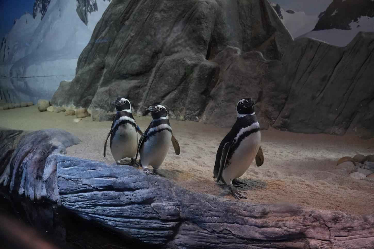 Pinguins-de-magalhães são avistados em praias catarinenses