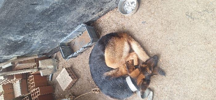 Polícia Militar atende ocorrência de maus-tratos e animal e cachorro é resgatado em Itapema