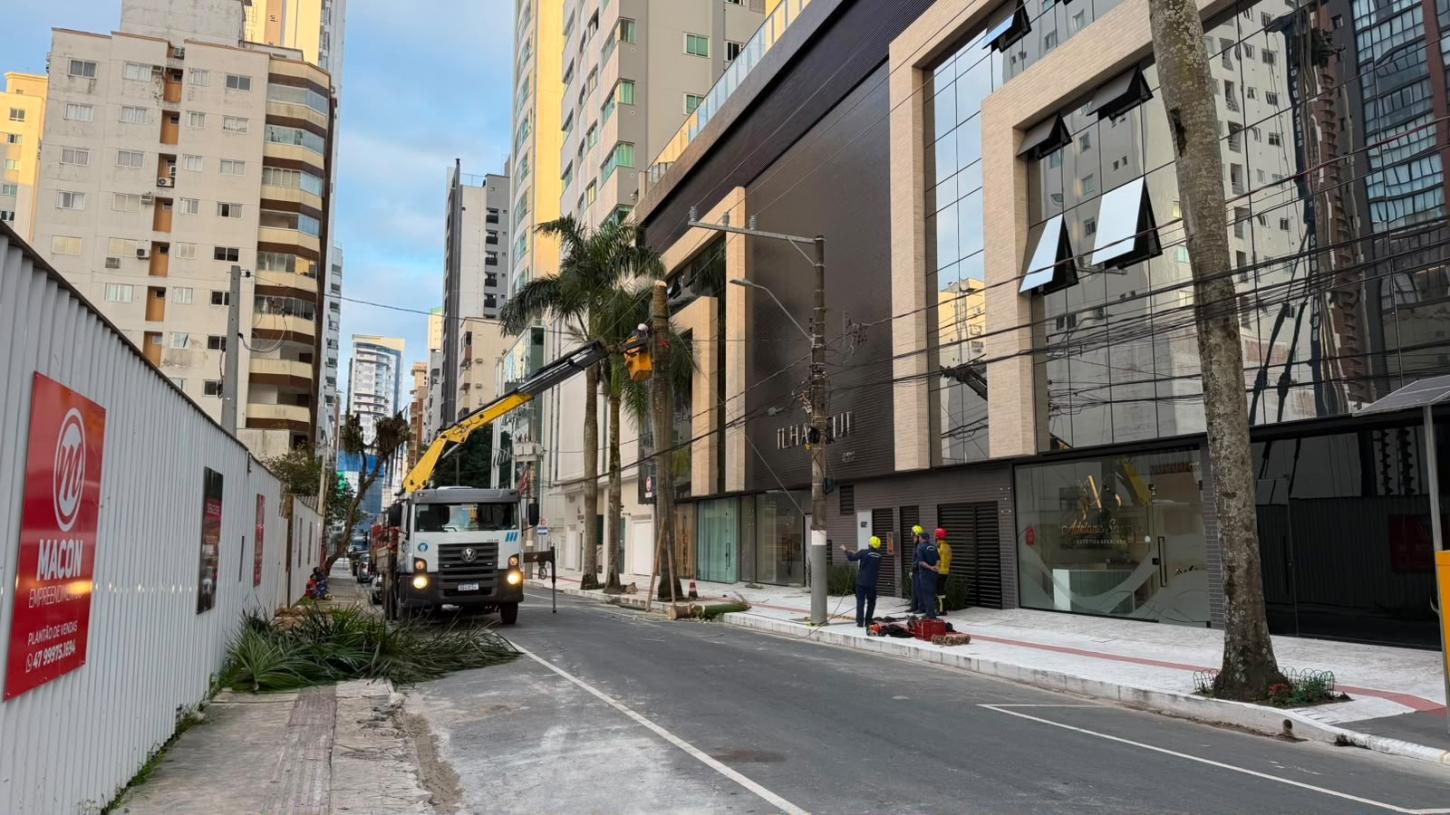 Palmeira é removida após apresentar risco de queda sobre rede elétrica
