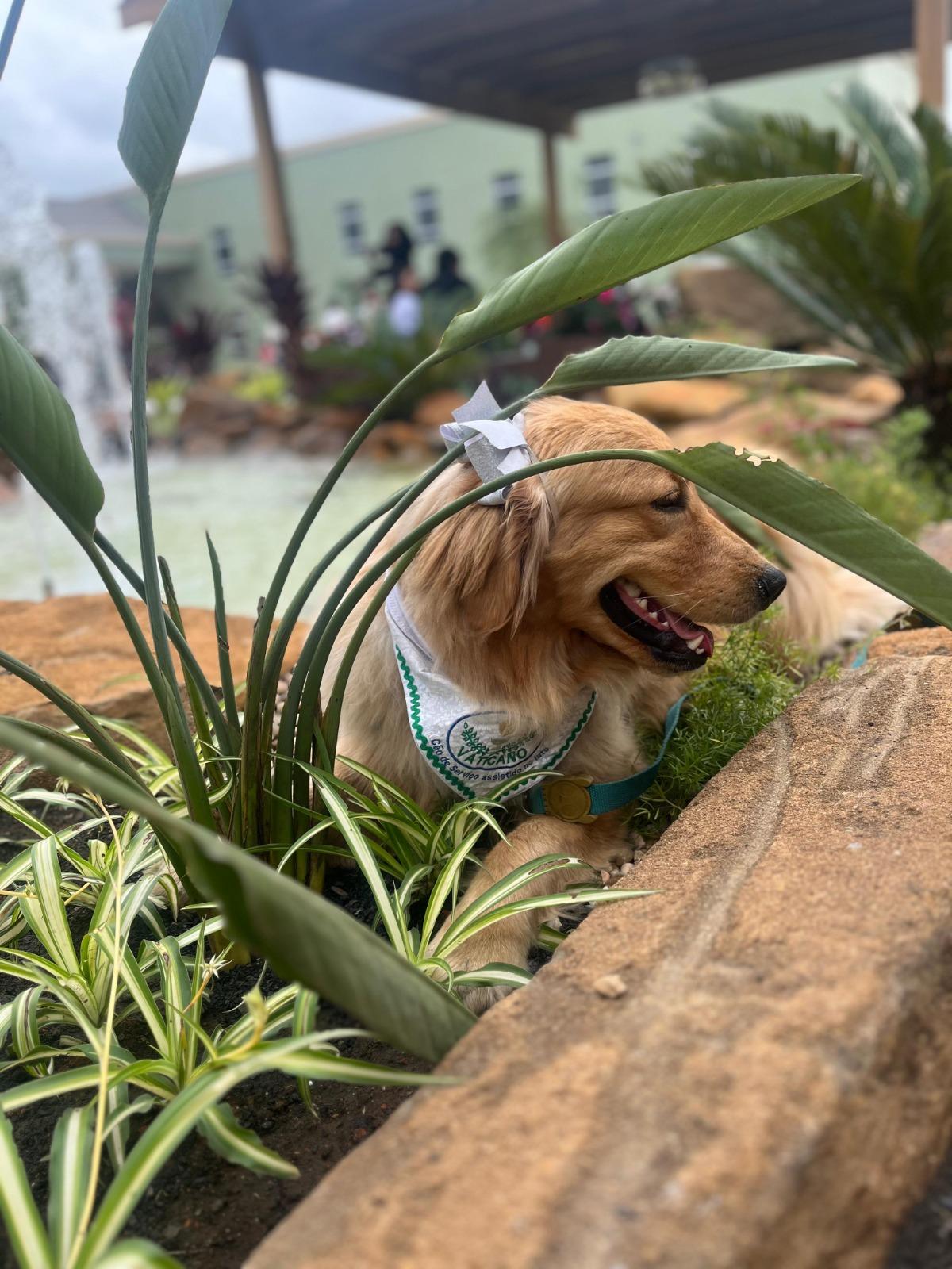 Pelos de pets viram diamantes