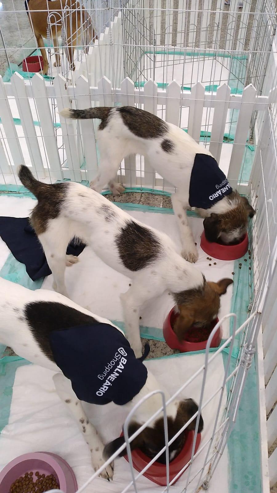 Feira de adoção