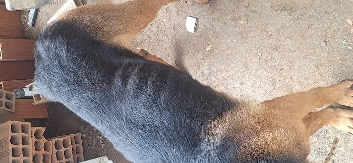 POLÍCIA MILITAR ATENDE OCORRÊNCIA DE MAUS-TRATOS A ANIMAL