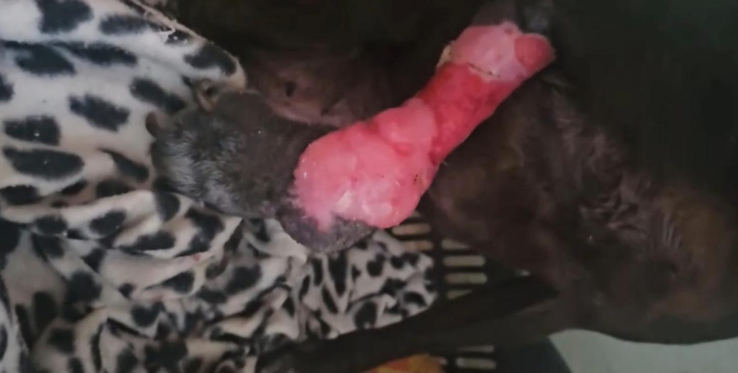 Resgate de Cão Ferido