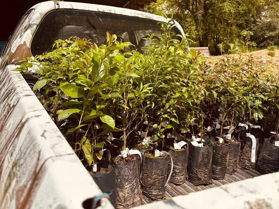 Camboriú celebra o Dia da Árvore com oficina de pinturas com tintas naturais