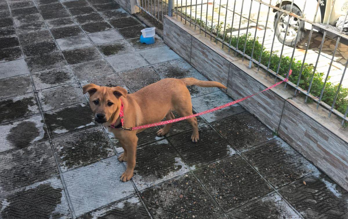 Cãozinho abandonado é resgatado pela Guarda Municipal de Balneário Camboriú 