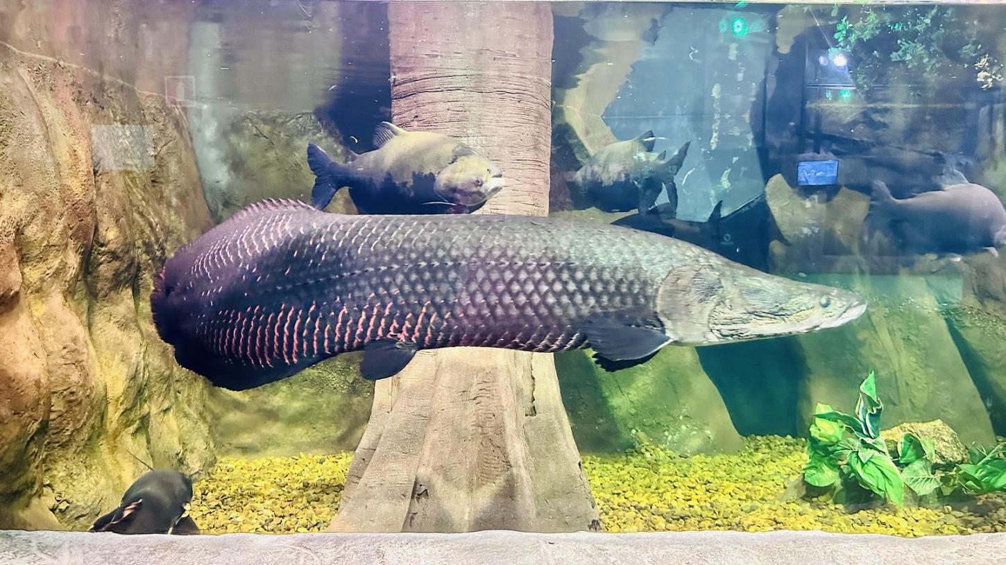 Dia da Amazônia: aquário de Santa Catarina apresenta espécies e ajuda a entender a vida no bioma