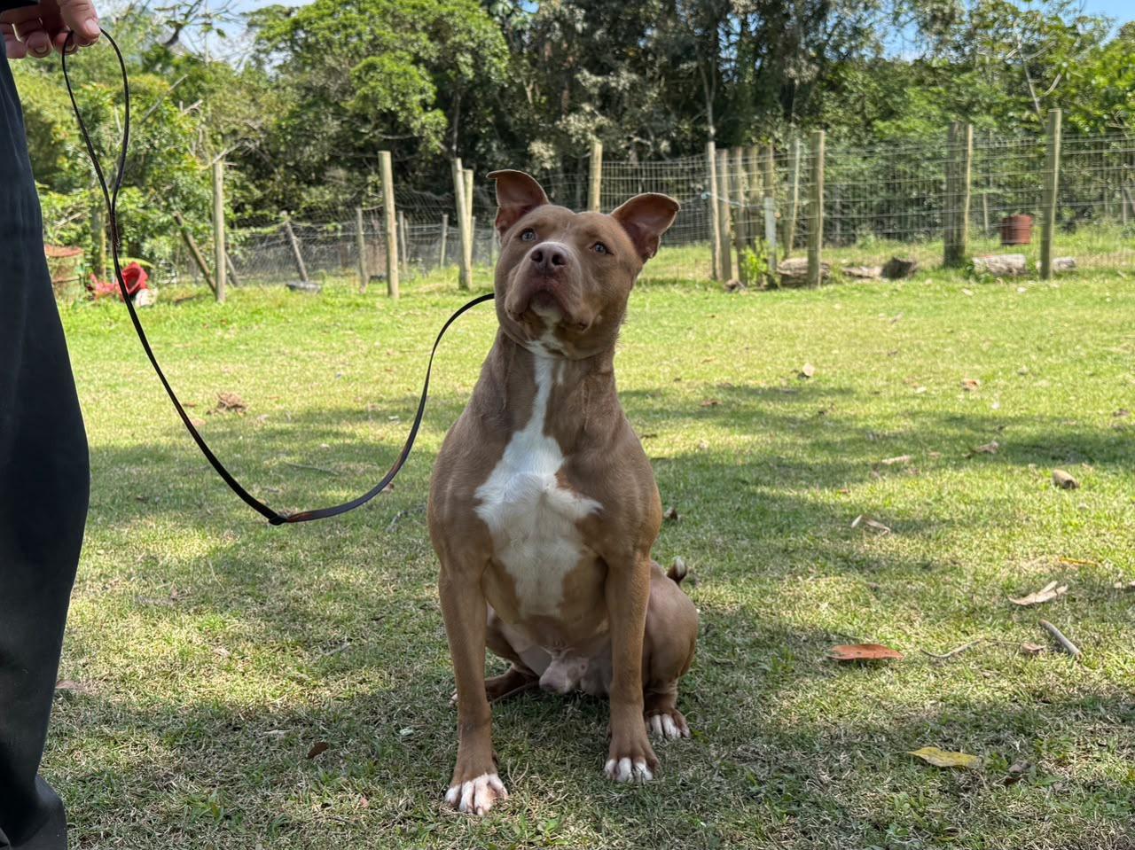 Cães ganham nova chance e procuram um lar em Itapema