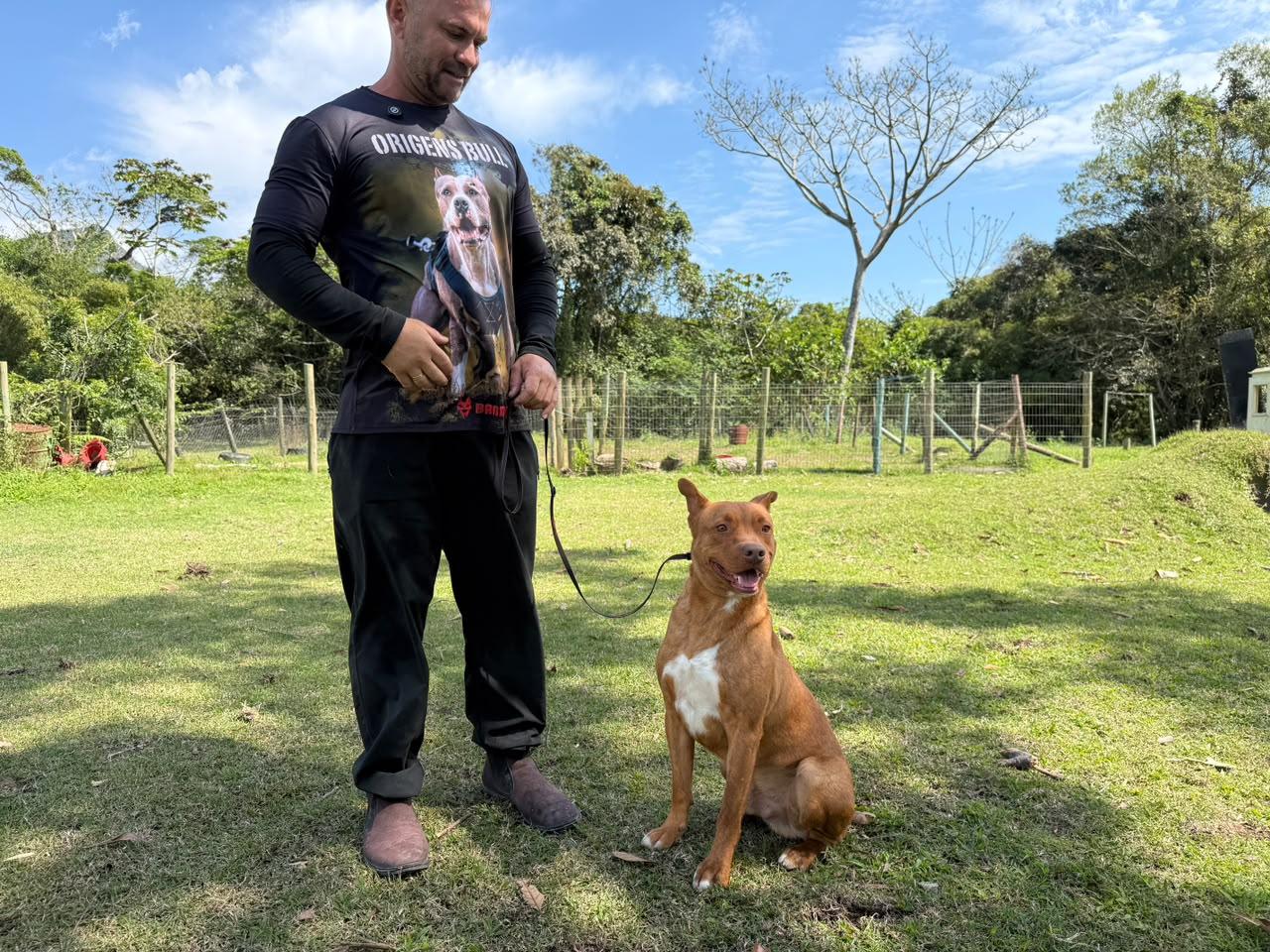 Cães ganham nova chance e procuram um lar em Itapema