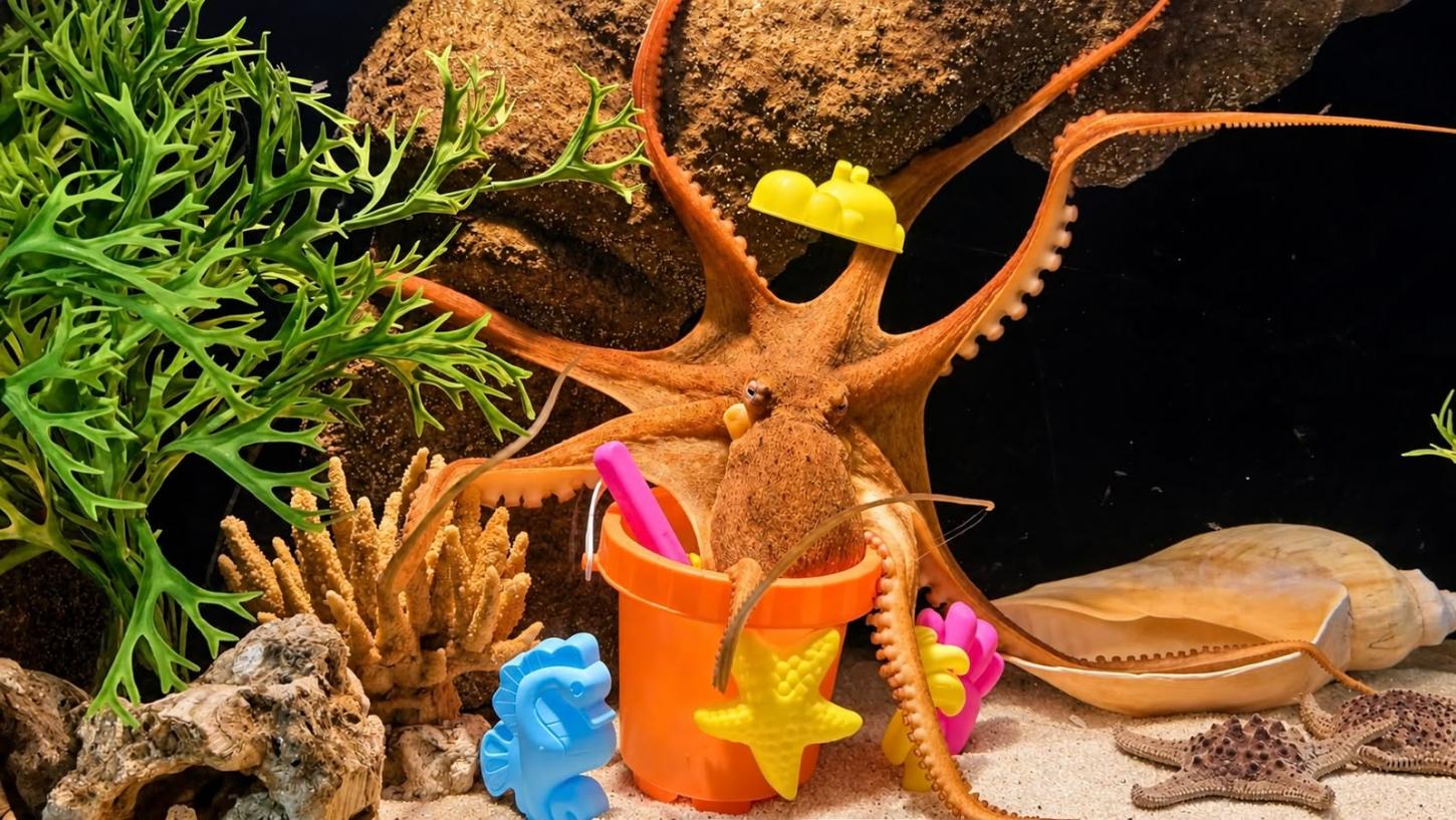 Brinquedos, piscina de bolinhas e escorregador: animais de aquário entram no clima do Dia das Crianças