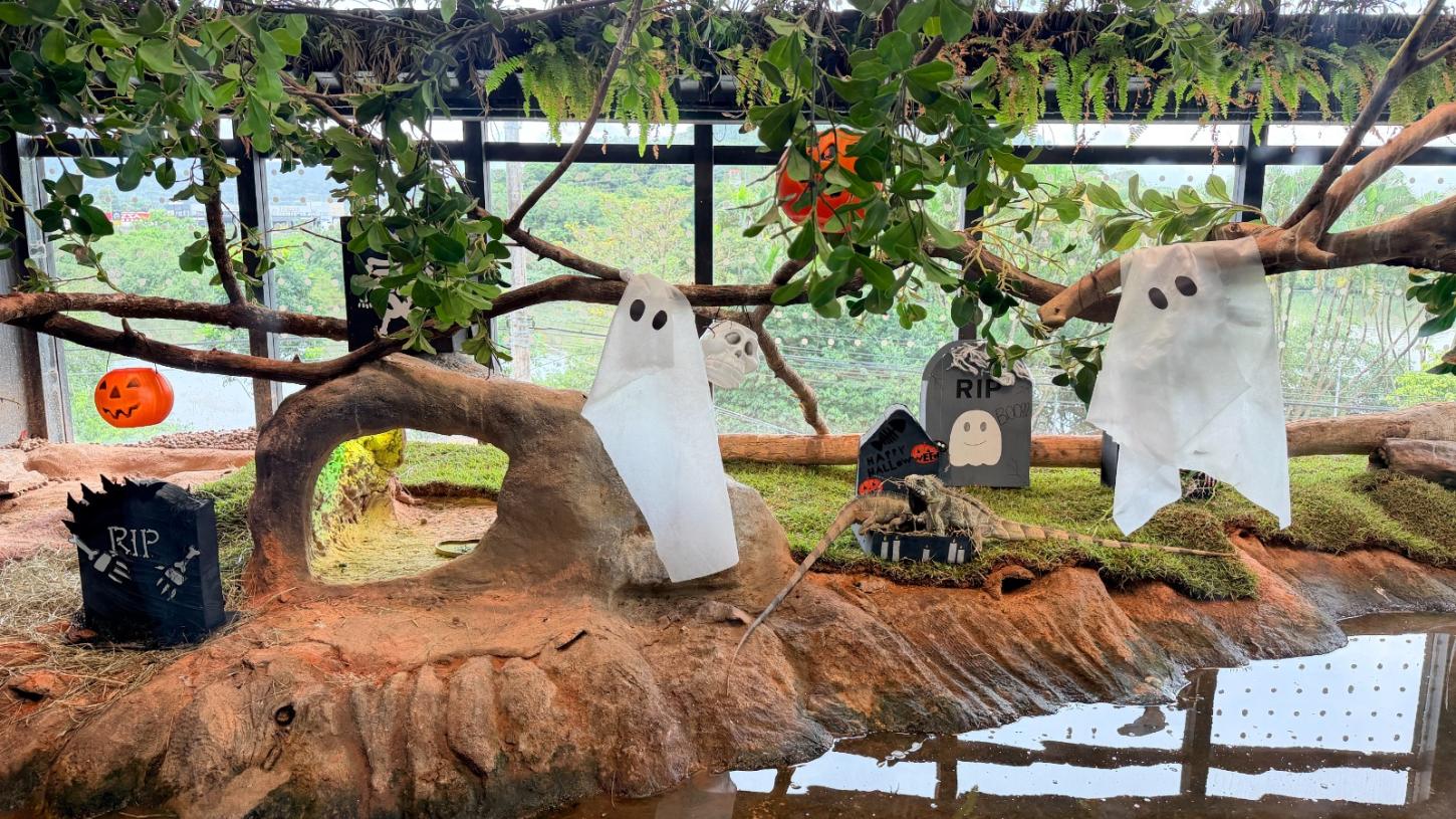 Halloween animal: polvo, lontras e capivaras ganham desafios ‘assustadores’ em aquário de Santa Catarina