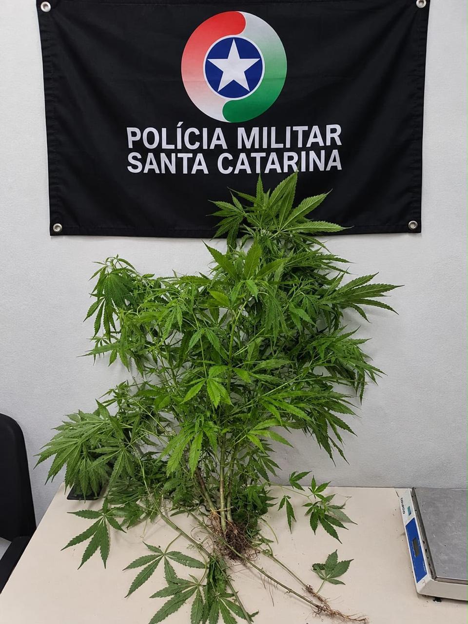 Polícia Militar apreende planta de maconha e entorpecentes em Itapema