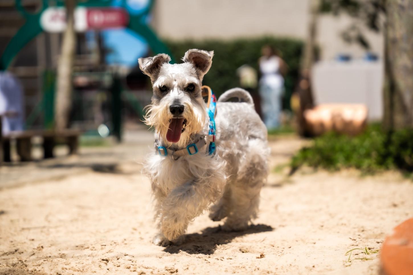 Porto Belo Outlet Premium promove Feirinha de Adoção de Animais neste sábado, dia 24