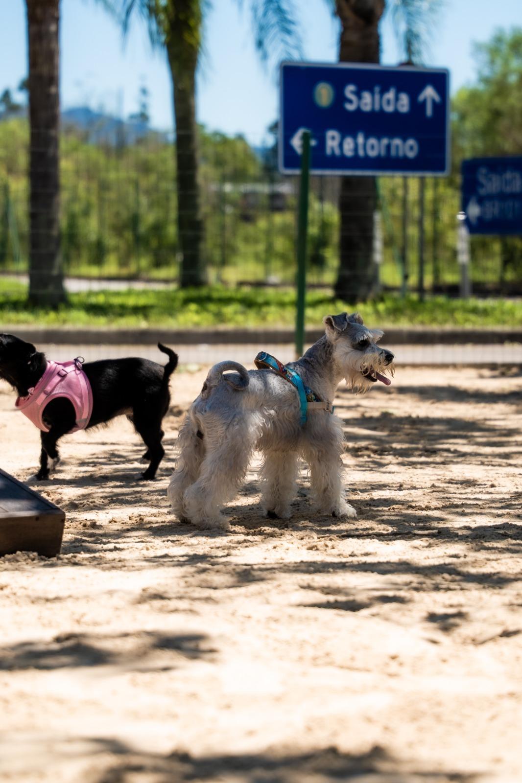 Feirinha de Adoção de Animais