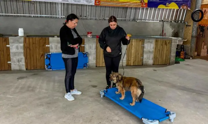 Adestra Pet promove primeiro encontro da 5ª turma