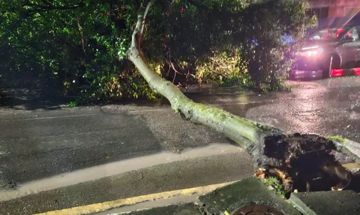 Agentes de Trânsito atendem ocorrência de queda de árvore na Avenida dos Tucanos