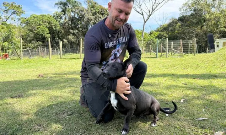 Após maus-tratos e ressocialização, cães ganham nova chance e procuram um lar em Itapema