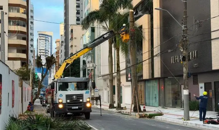 Balneário Camboriú: Palmeira é removida após apresentar risco de queda sobre rede elétrica