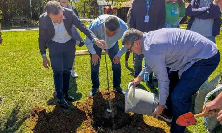BC + Arborizada: Mais de 2 mil árvores foram plantadas em menos de um ano