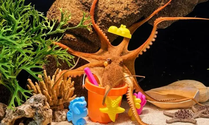 Brinquedos, piscina de bolinhas e escorregador: animais de aquário entram no clima do Dia das Crianças
