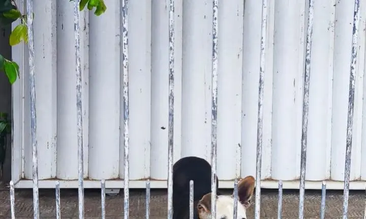 Cães maltratados são resgatados pela Guarda Municipal de Balneário Camboriú