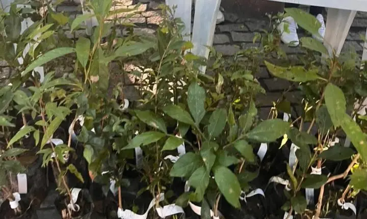 Camboriú celebra o Dia da Árvore com oficina de pinturas com tintas naturais
