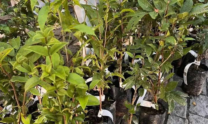 Camboriú celebra o Dia da Árvore com oficina de pinturas com tintas naturais