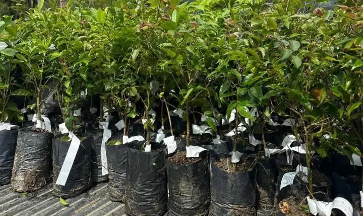 Camboriú celebra o Dia da Árvore com oficina de pinturas com tintas naturais