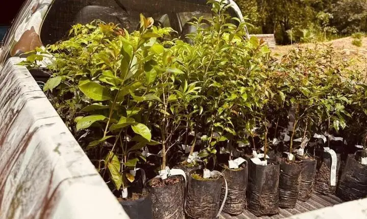 Camboriú celebra o Dia da Árvore com oficina de pinturas com tintas naturais
