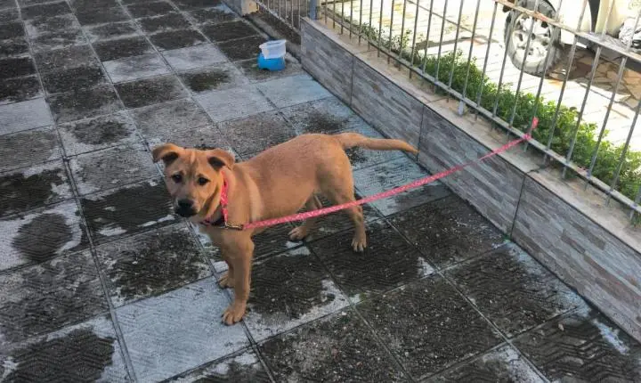Cãozinho abandonado é resgatado pela Guarda Municipal de Balneário Camboriú 