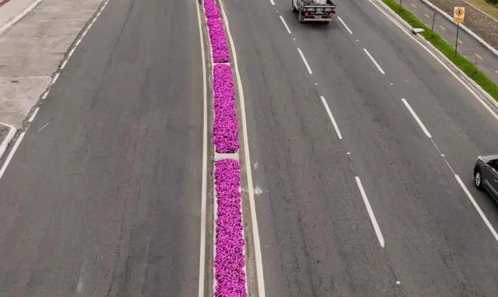 Cuidado o ano inteiro: paisagismo de Balneário Camboriú recebe atenção em todas as estações