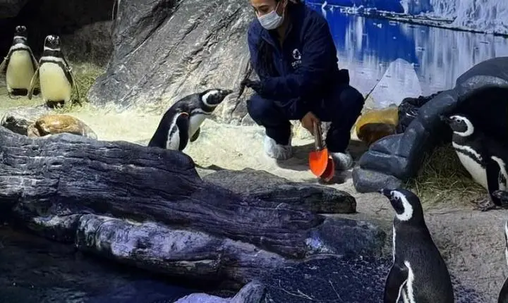 De cavalo-marinho a tubarão: como tratadores cuidam de 170 espécies em aquário de Santa Catarina