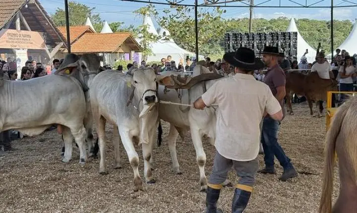 Desfile de animais e banho de leite consagram campeões da 29ª Expofeira Agropecuária 