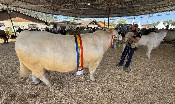 Desfile de animais e banho de leite consagram campeões da 29ª Expofeira Agropecuária 