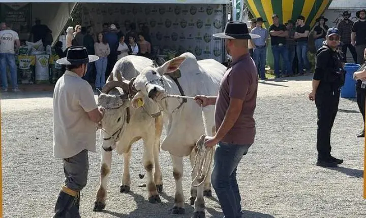 Desfile de animais e banho de leite consagram campeões da 29ª Expofeira Agropecuária 