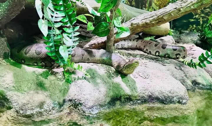 Dia da Amazônia: aquário de Santa Catarina apresenta espécies e ajuda a entender a vida no bioma