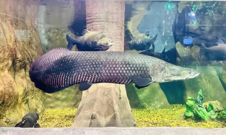 Dia da Amazônia: aquário de Santa Catarina apresenta espécies e ajuda a entender a vida no bioma