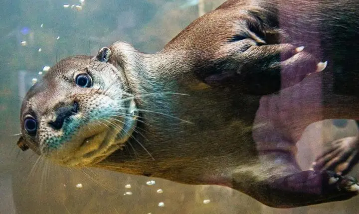 Dia da Amazônia: aquário de Santa Catarina apresenta espécies e ajuda a entender a vida no bioma