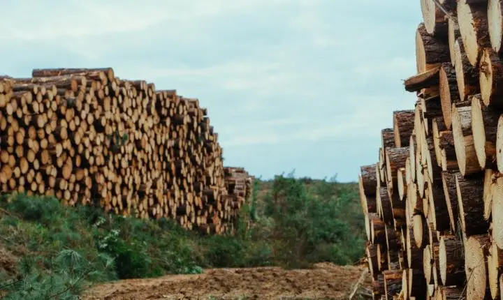 Dos móveis aos medicamentos: pinus completa 120 anos no Brasil com Santa Catarina na liderança do cultivo  