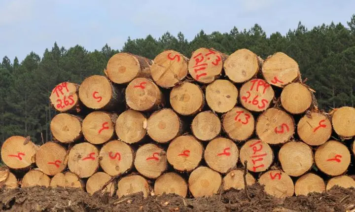 Dos móveis aos medicamentos: pinus completa 120 anos no Brasil com Santa Catarina na liderança do cultivo  