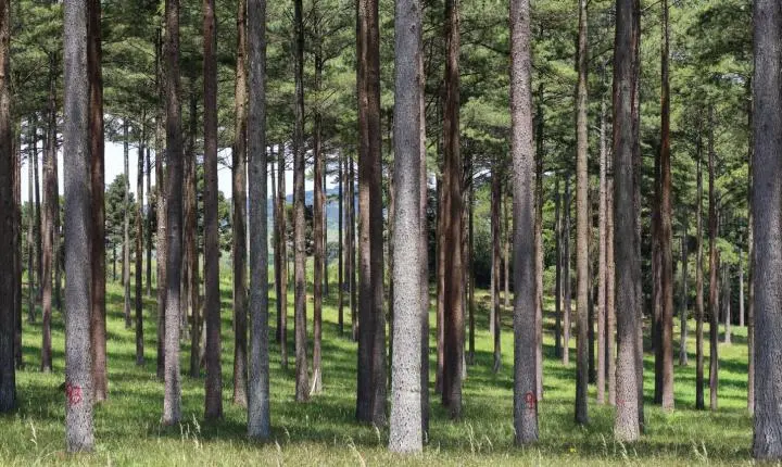 Dos móveis aos medicamentos: pinus completa 120 anos no Brasil com Santa Catarina na liderança do cultivo  