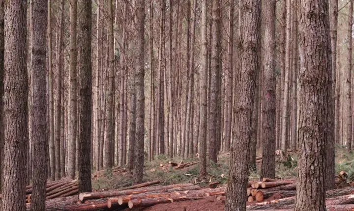 Dos móveis aos medicamentos: pinus completa 120 anos no Brasil com Santa Catarina na liderança do cultivo  