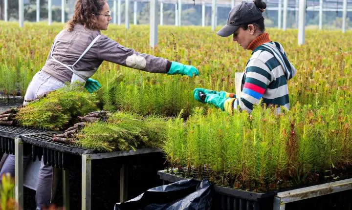 Dos móveis aos medicamentos: pinus completa 120 anos no Brasil com Santa Catarina na liderança do cultivo  