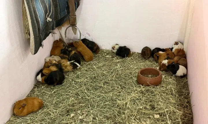 Exposição agropecuária reúne mais de 200 bovinos e diferentes espécies de animais 