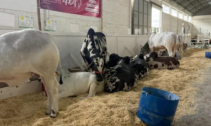 Exposição agropecuária reúne mais de 200 bovinos e diferentes espécies de animais 