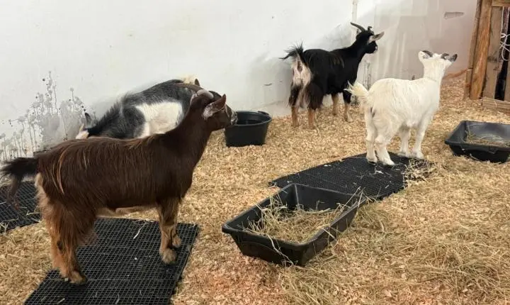 Exposição agropecuária reúne mais de 200 bovinos e diferentes espécies de animais 